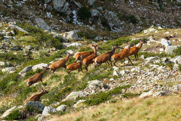 Cervi, parco nazionale dello Stelvio