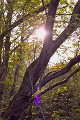 Boggart Hole Clough 4