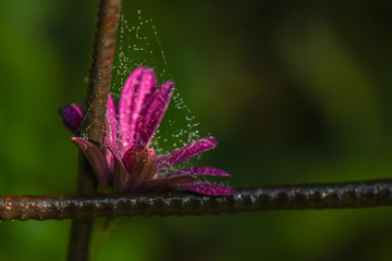 Allphotokz Flowers 20190831 7916 D810 S