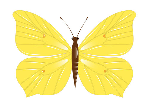 Zitronenfalter Schmetterling von Hand gezeichnet