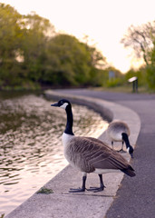 Boggart Hole Clough 10
