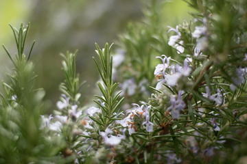 wild white flowers