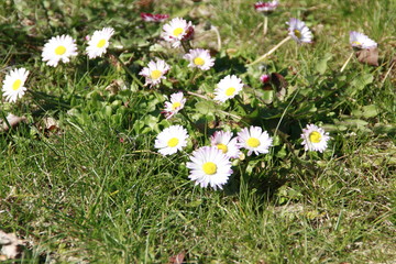 gänseblümchen 