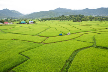 Fototapeta na wymiar Rice field at Nan Province, Thailand