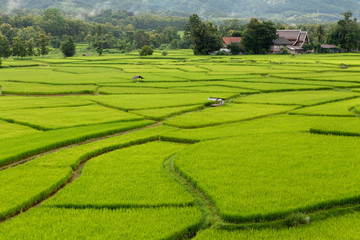 Obraz premium Rice field at Nan Province, Thailand