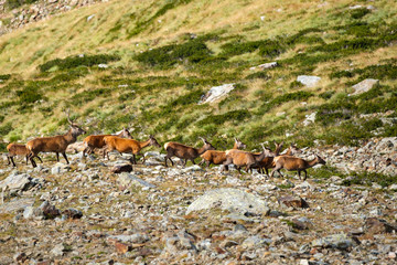Cervi, parco nazionale dello Stelvio