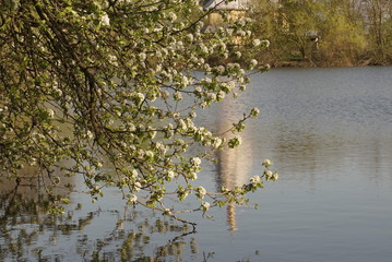 Obraz na płótnie Canvas branch of tree blossoms over water