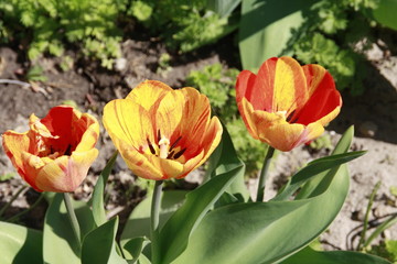 Tulpen bunt
