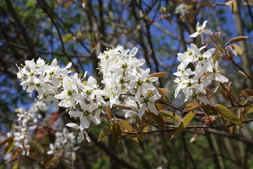 weisse kirschblüten 