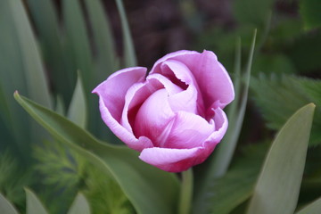 aufgehende tulpe