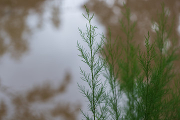 Green grass with a river in the background