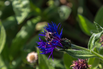 Bee in flower in a garden of Loire valley (France)