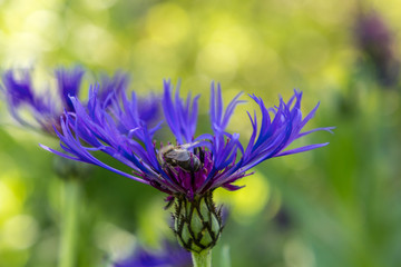 Bee in flower in a garden of Loire valley (France)