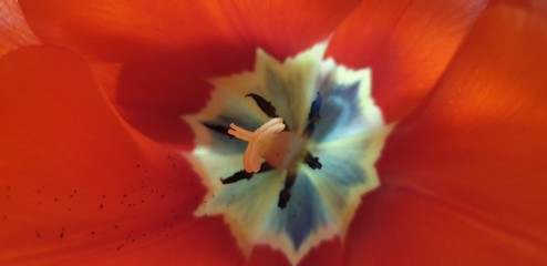 tulip