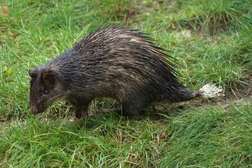 Junges Stachelschwein