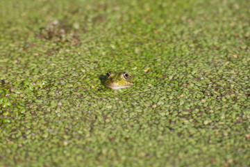 a frog in a pond.