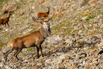 Cervi, parco nazionale dello Stelvio