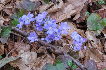 first spring flowers Hepatica nobilis in the forest close up during flowering