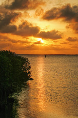 Sunset over the mangroves.