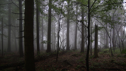 Rainy day in forest (national park)