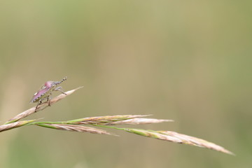 Larrabetzu, Bizkaia/Basque Country; Jul. 12, 2017. A beautiful bedbug on a grass in the meadow.