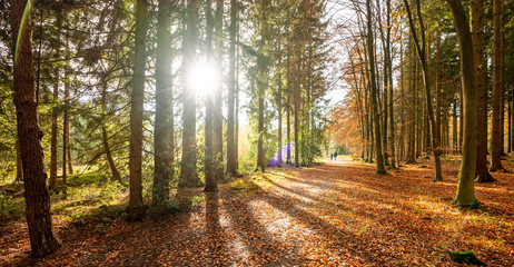 Silent Forest in spring with beautiful bright sun rays