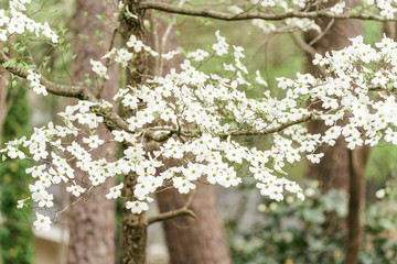 white blooming dogwood tree