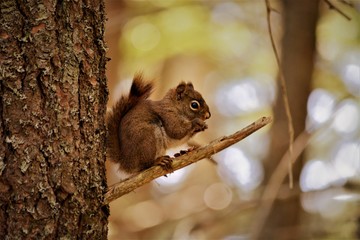 Squirrel on a Tree