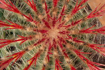 CANARIAN CACTUS 