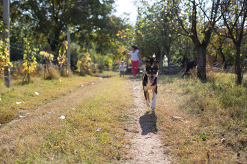 Dog running