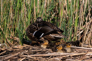Mallard ducklings enjoying the warm spring sunshine with mother duck