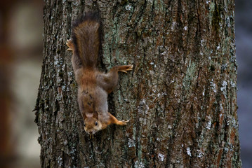 Selective focus photo. Squirrel, Sciurus vulgaris on tree trunk.