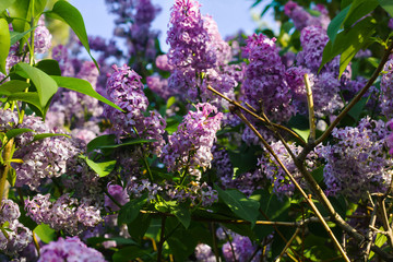 Blooming lilac against a white and blue, sky.