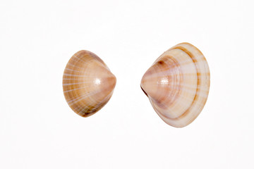 Two shells of the thin tellin bivalve, Tellina tenuis. Picture taken in studio on white background.