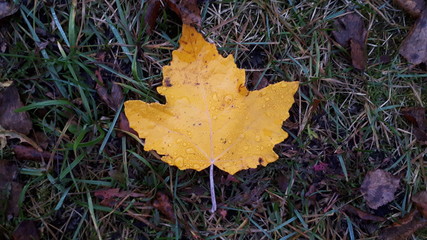 A yellow maple leaf lies on the gray asphalt in autumn in October