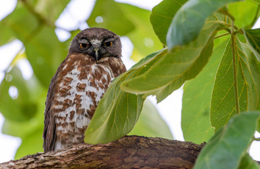 Brown hawk-owl (Ninox scutulata) also known as The Brown Boobook perched on branch in the jungle of Thailand, Predator bird.