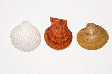 The common cockle, Cerastoderma edule (left). The Icelandic scallop, Chlamys islandica (midle) and the ocean quahog, Arctica islandica (right). Photographed in a studio on a white background.
