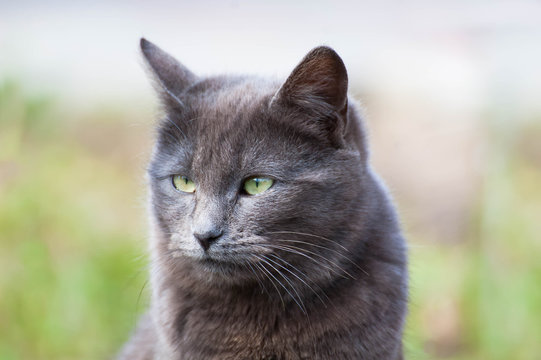 Portrait of a gray cat on a light background. Muzzle of a gray adult cat close-up. Horizontal photo of a pet with a copy space. Сat looks into the distance.