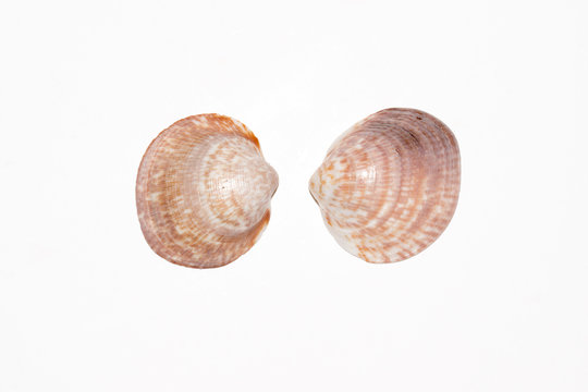 Two dog cockle or European bittersweet shells, Glycymeris glycymeri, on white background