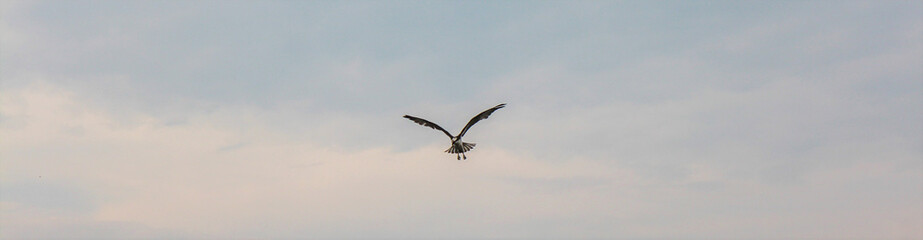 Osprey