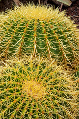 ECHINOCACTUS GRISONII