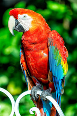 red and yellow macaw