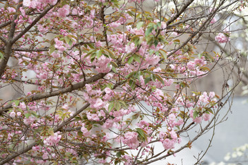 pink tree blossom