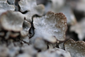 When trees are getting lazy