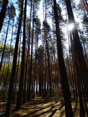 forest in the morning