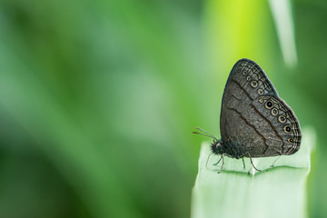 Butterfly from Yasuní National Park, Ecuador.