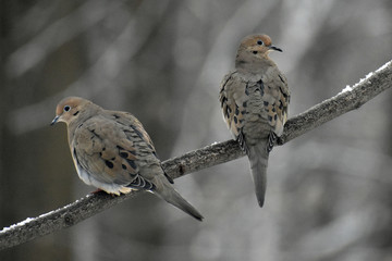 two mourning doves on a branch in winter