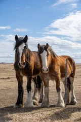 Fotobehang Blauw Paarden op de prairie in de lente