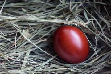 A colored Easter egg lies in a nest on green grass. Chicken egg in a straw nest. The chicken laid an egg. Natural organic homemade products. Happy easter card with copy space for text.