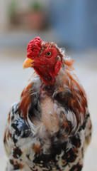 A close-up of a rooster's head and neck